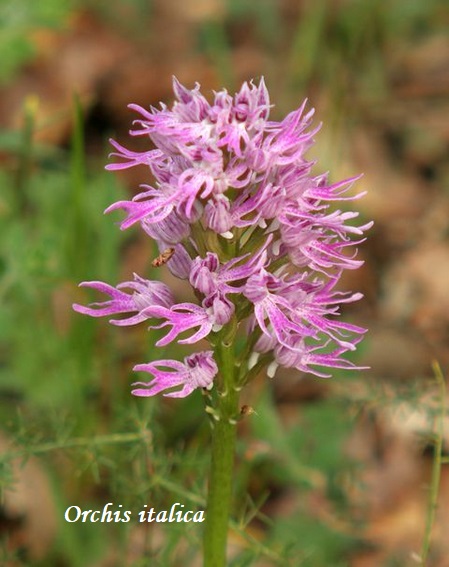 Orchidee dell''Epiro e del Peloponneso